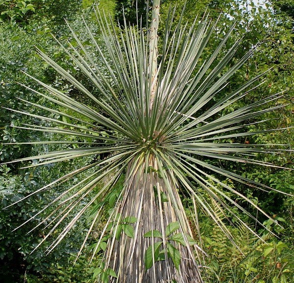 Юкка сизая (Yucca glauca)