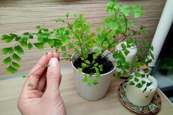 Как пересадить адиантум