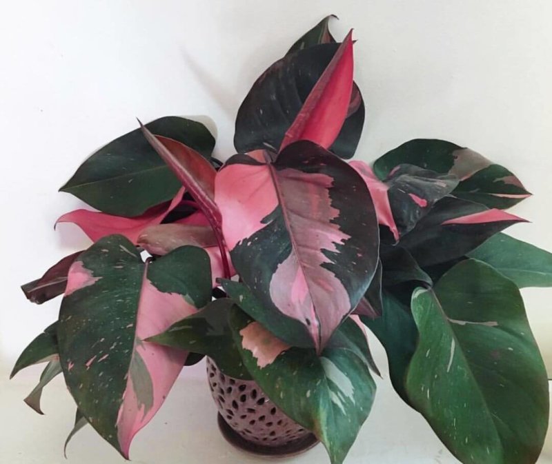 Philodendron Pink Princess 