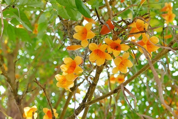 Radermachera ramiflora