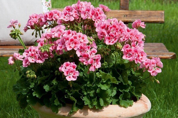 ампельная пеларгония на улице