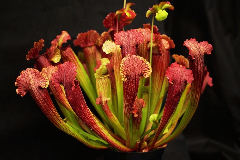 Sarracenia purpurea