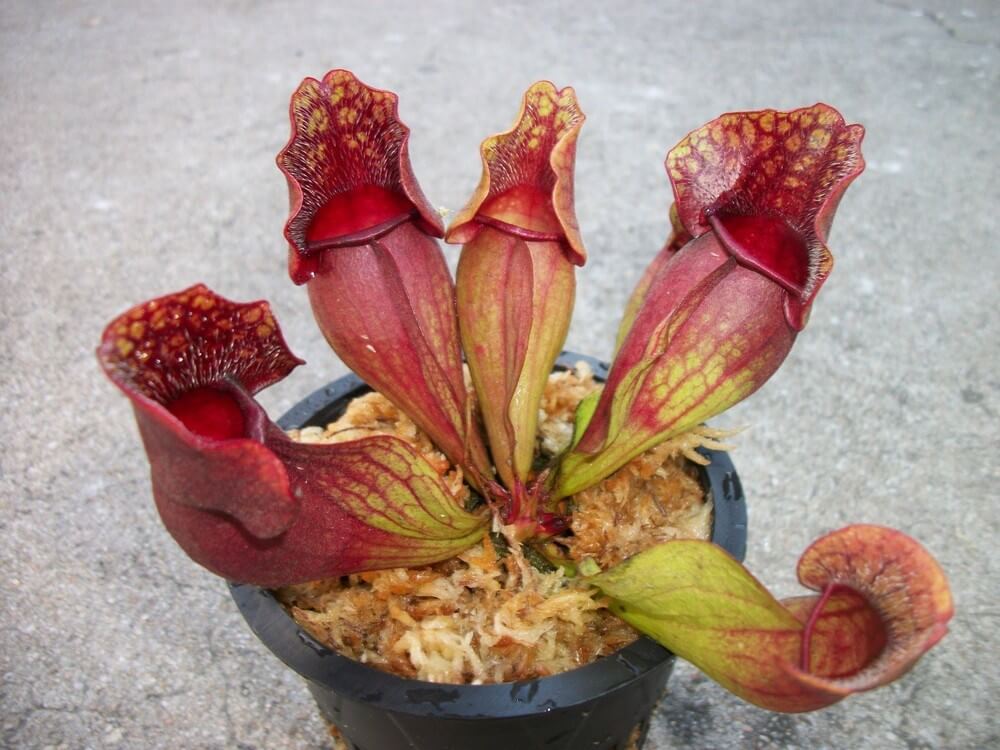 Sarracenia purpurea