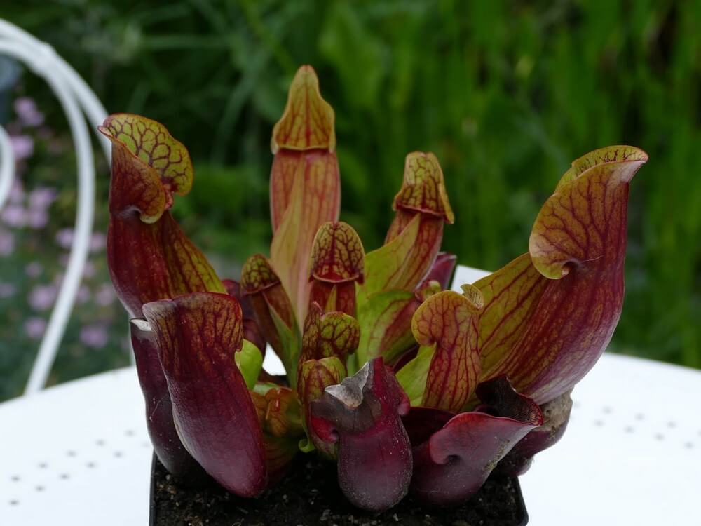 Sarracenia purpurea