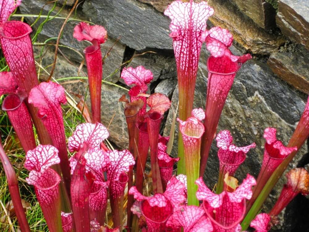 Sarracenia purpurea